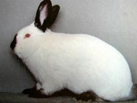 Описание: Кролик породы Горностаевый (Калифорнийский)
