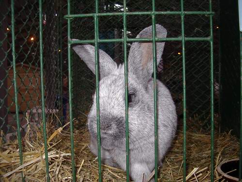 Описание: Серебристый кролик